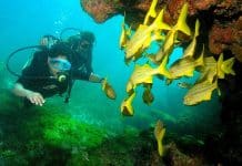 Embratur anuncia 16 novos pontos de mergulho e pesca em Fernando de Noronha