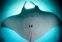 Encontrado o mais antigo registro fotográfico de raia manta oceânica viva feito no Brasil