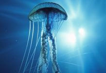 Você sabia que um dos animais mais venenosos do planeta está no mar?