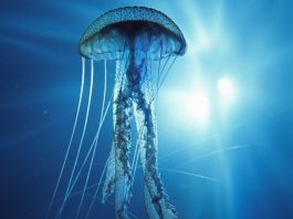 Você sabia que um dos animais mais venenosos do planeta está no mar?